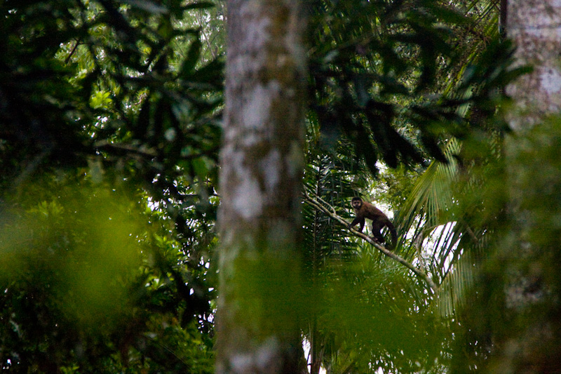 Brown Tufted Capuchin In Tree
